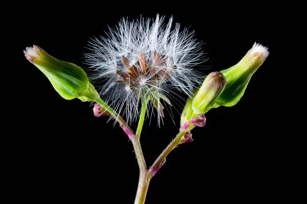 stock image Forest Blooms Unveiling the Unique Beauty of Flowers and Buds