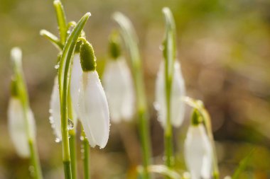 White Forest Flowers Adorned with Dew clipart