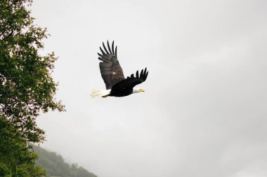 Sessiz Muhafız Cennetin Kartal Komutası