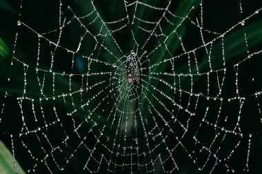 Web of Precision The Art and Science of Spider Craftsmanship clipart