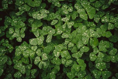 Forest Green Leaves with Rain Drops clipart