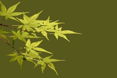Verdant Splendor Doğa Yaprak ve Ağaçların Yeşil Senfonisi