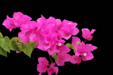 Canlı sarmaşıklar Bougainvillea 'nın Kalın Güzelliği