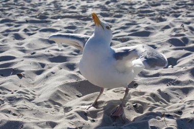 Sahilde kanat çırpan bir martının portresi.