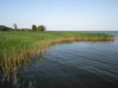 Göl ve sazlığın güzel manzarası, göl kenarındaki su bitkileri, arka plan - Mecklenburg-Vorpommern, Almanya - kopyalama alanı