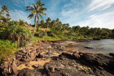 Vietnam 'da palmiye ağaçları olan güzel tropikal kayalık plajlar.