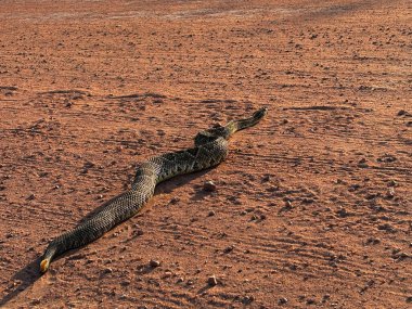 Snake in the dirt road - cascavel - Crotalus durissus clipart