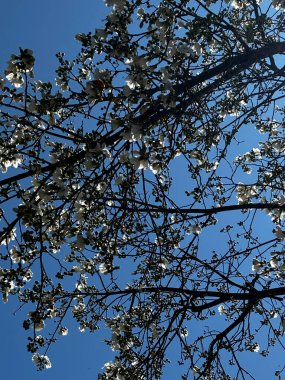 Beyaz çiçekli ağaç