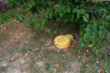 Sarı gaz kapağı, yerde yapraklar ve çimenler