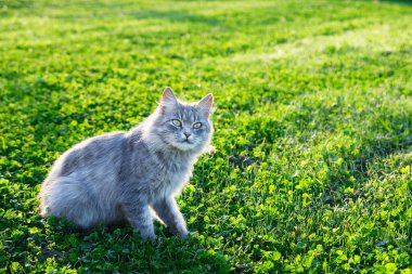 Kedi yeşil çimlerin üzerinde. Kedi parkta yürüyor..