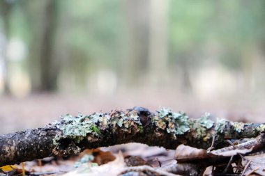 Yakın çekim - ormandaki güzel yosun görüntüsü