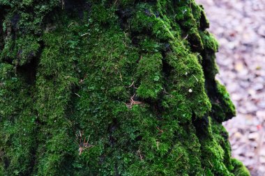 Ağaç kabuğu üzerinde yosun