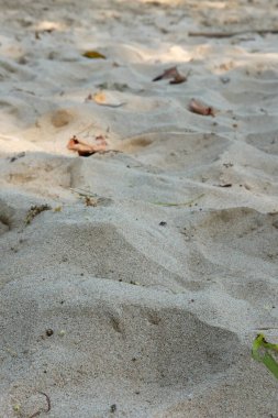 Deniz kıyısında kuru yaprakları olan ince beyaz kumların yakın görüntüsü. Güneş ışığı parlıyor. Doğa Seyahati Arkaplanı.