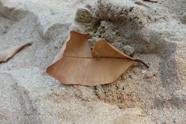 Anyer Matahari Sahili 'nde, ince kumda, doğal yumuşak güneş ışığıyla bırakılan tek bir kahverengi izne yakın çekim. Ağaçtan kuru izin damlası
