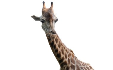 Yakın plan: Beyaz arka planda izole edilmiş, yetişkin bir Afrika zürafa portresi. Ön görünüm.