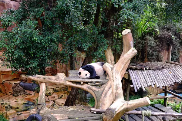 Bogor, 30 Kasım 2023. Taman Safari Endonezya 'nın ahşap kirişinde uyuyan panda pozisyonu