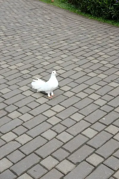 Asfalt blokta beyaz güvercinler (merpati putih). Güzel beyaz güvercinler.
