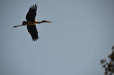 Uçan Kuş Süt Leyleği (Mycteria cinerea) beyaz üzerinde izole