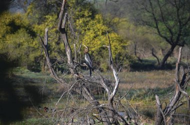 Ord Nehri üzerinde bir Avustralya dartı (Anhinga novaehollandiae), Kimberley, Batı Avustralya, Avustralya, Pasifik