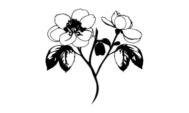 Hellebores çiçeği - Lenten gül silueti, logo, Clipart 124; Buket Clipart (124; Çiçek Resimleri (124); Hellebores Vektör İllüstrasyonları (124); Flower clipart
