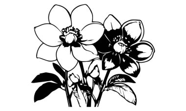 Hellebores çiçeği - Lenten gül silueti, logo, Clipart 124; Buket Clipart (124; Çiçek Resimleri (124); Hellebores Vektör İllüstrasyonları (124); Flower clipart