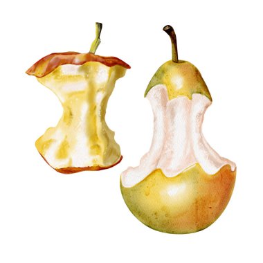 Bir dizi elma ve armut çekirdeği. Elma kırmızıydı, armut yeşildi. Sulu, hafif et. Suluboya çizimi. 