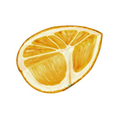 Portakal ikiye bölünmüş. Sulu portakal meyvesi. Portakalın yapısı ve yapısı görülebilir. Meyve suyu ya da kozmetik ambalaj dekoru. Suluboya çizimi.