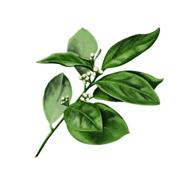 Portakal ağacından bir dal. Çiçekler ve narenciye tomurcukları. Beyaz limon, portakal, limon ve mandalina çiçekleri. Suluboya çizimi. Arkaplan yok. 