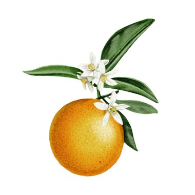 Büyük portakallı kompozisyon. Meyve çiçeklerdeki yaprakların üzerinde yatar. Turuncu, beyaz ve yeşil renkler. Suluboya çizimi. Arkaplan olmadan. 