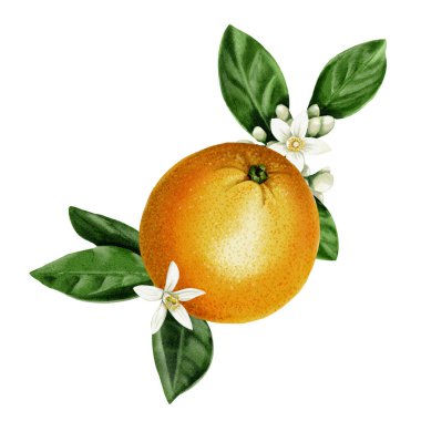 Büyük portakallı kompozisyon. Meyve çiçeklerdeki yaprakların üzerinde yatar. Turuncu, beyaz ve yeşil renkler. Suluboya çizimi. Arkaplan olmadan. 