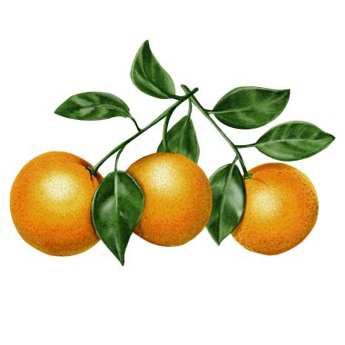  Üç portakal dalı. Yapraklı portakallar. Yuvarlak ve sulu meyveler. Turuncu ve yeşil renkler. Geçmişi olmayan suluboya resimler. Yüksek kaliteli illüstrasyon