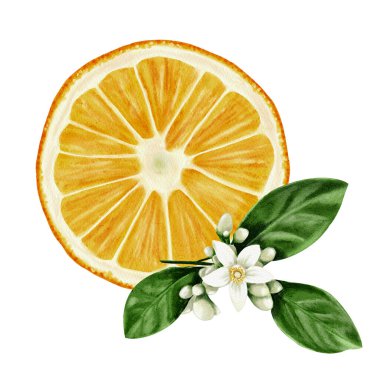 Yuvarlak portakal dilimi. Meyvenin yapısı görülebilir. Portakal dilimleri. Bitkinin çiçekleri ve yaprakları. Arkaplansız suluboya resimleme. 