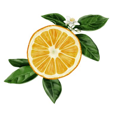 Turuncunun yarısı yaprakların üzerinde. Yakınlarda küçük beyaz çiçekler. Sarı, turuncu ve yeşil renkler. Citrus bitkisi. Suluboya çizimi. Arkaplan olmadan. 