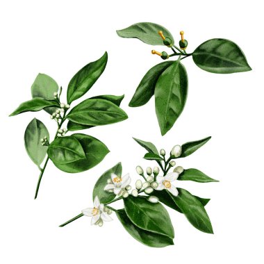  Üç daldan oluşan bir set. Portakal ağacının çiçek açtığı aşamalar. Çiçek tomurcukları ve küçük meyveler. Citrus bitkileri. Suluboya çizimi. 