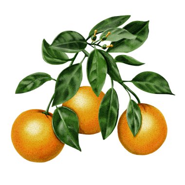 Büyük dallarda üç portakal. Küçük yeşil portakallar. Çok yaprak. Turuncu ve yeşil renkler. Suluboya çizimi. Geçmişi olmadan. Yüksek kaliteli illüstrasyon
