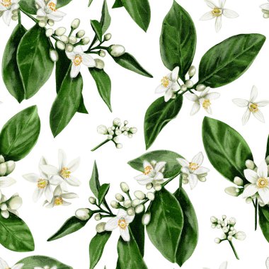 Portakal ağacı çiçeklerinin kusursuz deseni. Beyaz tomurcukları ve çiçekleri olan yapraklar ve dallar. Portakal çiçeği. Suluboya çizimi. Arkaplan yok. 