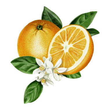 Portakal ve yarım portakal karışımı. Portakal ağacının yaprakları ve çiçekleri. Sulu narenciye meyveleri. Arkaplansız suluboya resimleme. 