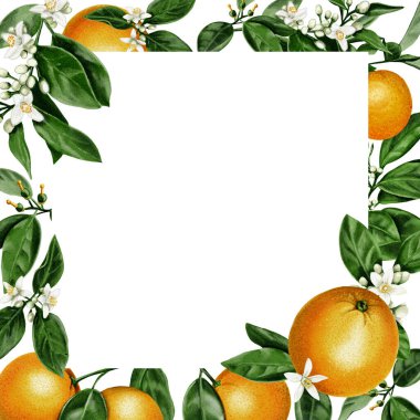 Portakal çerçevesi. Portakal yaprakları ve çiçeklerle sulu ve portakal meyveleri. Citrus küçük beyaz çiçekler. Suluboya çizimi. Arkaplan yok. 