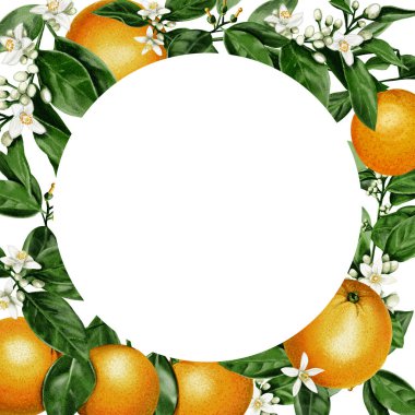 Portakal çerçevesi. Portakal yaprakları ve çiçeklerle sulu ve portakal meyveleri. Küçük beyaz çiçekler. Suluboya çizimi. Arkaplan yok. 