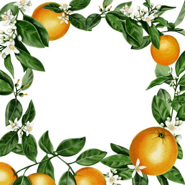 Portakal çerçevesi. Portakal yaprakları ve çiçeklerle sulu ve portakal meyveleri. Citrus küçük beyaz çiçekler. Suluboya çizimi. Arkaplan yok. 
