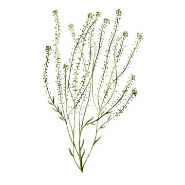 Shepherds Pier Kapsella bursa-pastoris, a plant with small flowers and leaves on a thin stem. Field wild plant. Watercolor illustration.  clipart