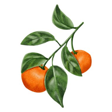Olgun portakal mandalları ve beyaz arka planda izole yeşil yapraklar, narenciye meyveleri. Tropikal bitki. Suluboya çizimi. Meyve suları, vitaminler, ambalaj ve baskı için. 