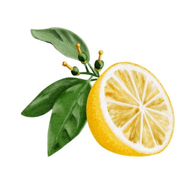 Yapraklı ve dallı yarım limon. Sulu hamuru görülebilir. Meyve sarıdır. Yapraklar yeşil, dallarda küçük limonlar var. Arkaplansız suluboya resimleme. 