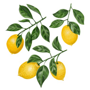 Limonlu dallar. Meyve ve yapraklı üç narenciye dalı. Sulu sarı limonlar. Botanik seti. Suluboya. Geçmişi yok. Yüksek kaliteli illüstrasyon