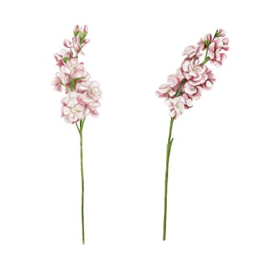 Mathiolla çiçekleri. Bir dizi pembe hassas infloresans. Uzun sapta çok sayıda küçük çiçekler var. Suluboya çizimi. Bir dizi çizim. Arkaplan yok. 