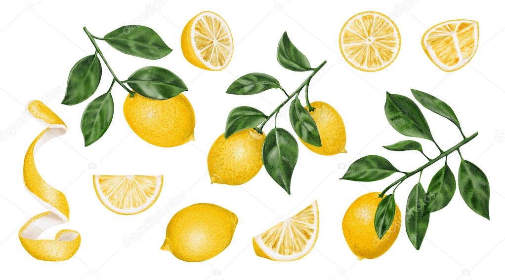 Large set of different types of lemons. citrus fruits on branches with leaves. Cut lemons into slices and halves. Peeled lemon skin. watercolor illustration. No background.