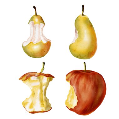 Isırdı ve meyve yedi. Elma ve armut çekirdeği. Sulu hamurlu ve parlak meyveli. Yemek artıkları. Klasik masal tarzı. Arkaplansız suluboya resimleme. 