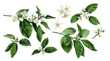 Bahar dalları. Çiçekli ağaç dalları. Küçük beyaz çiçekler. Citrus bitkileri. Portakal çiçekleri. Suluboya çizimi. Klasik klişe. Arkaplan olmadan ayarla. 