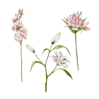 Alstroemeria, Lily ve Mathiolla. Buket için bir çiçek seti. Geçmişi olmayan suluboya resimler, pembe yapraklar. 8 Mart, Anneler Günü ve düğün kartları için bahar ve yaz çiçekleri. 