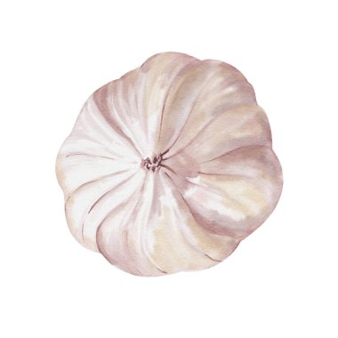 Sarımsaklı yumru manzaralı. Beyaz sebze. Yemek için baharat ve baharat. Suluboya çizimi arkaplandan izole edildi. Gerçekçi bir tarz. Pastel renkler. Yiyeceklerle kompozisyon yapmak için.. 